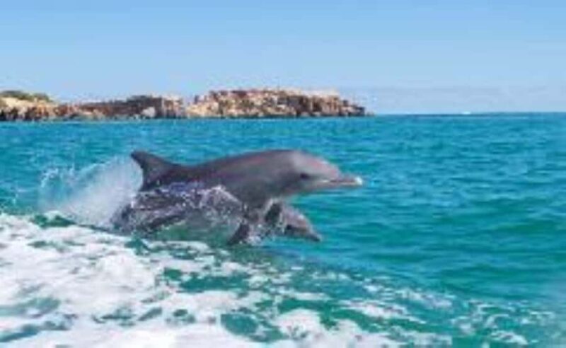 Rockingham: Shoalwater Islands, Dolphins, and Sea Lions Tour - Key Points
