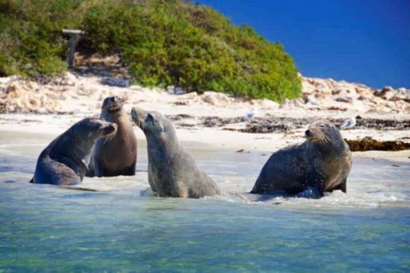 Rockingham: Shoalwater Islands, Dolphins, and Sea Lions Tour - Authentic Encounters and Real-Life Experiences