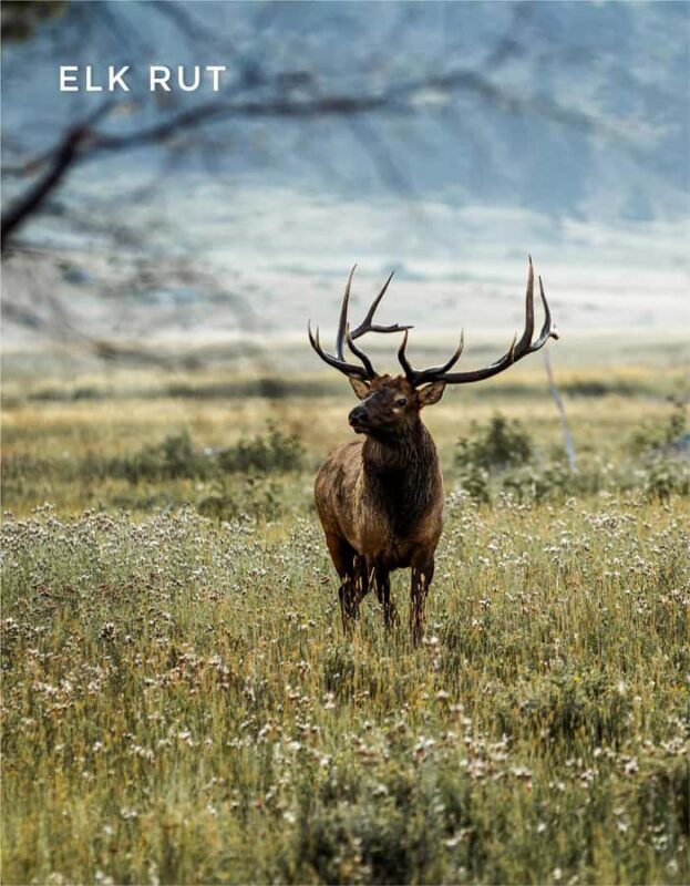 Rocky Mountain National Park: Elk Rut Photography Tour - An Authentic Rocky Mountain Wildlife Experience