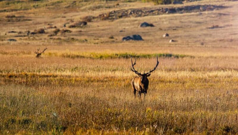 Rocky Mountain National Park: Elk Rut Photography Tour - Photography Tips and Equipment