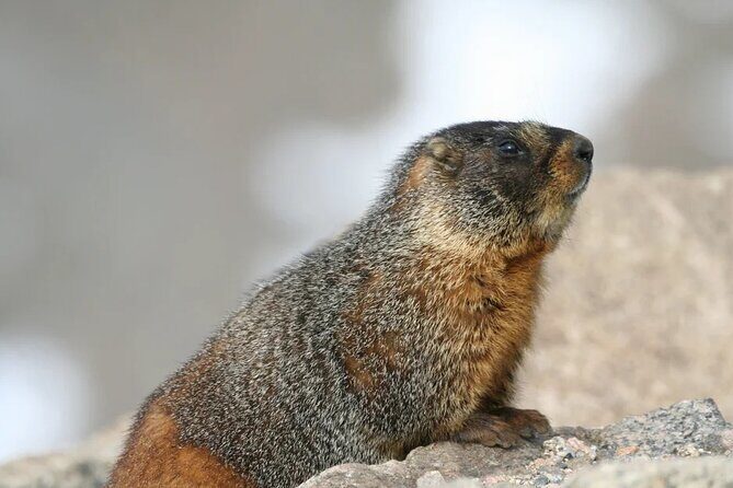 Rocky Mountain National Park Grand Lake Tour - The Scenic Highlights of the Tour
