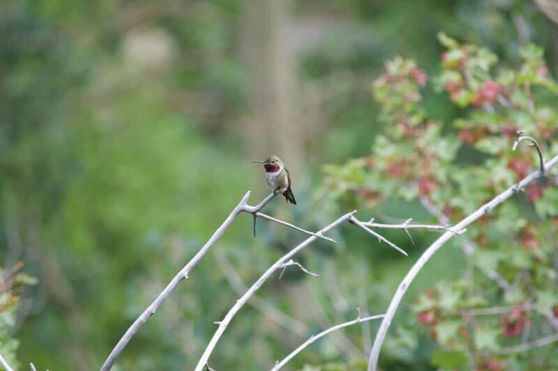 Rocky Mountain National Park: Half-Day Guided Hike - Practical Details and Value