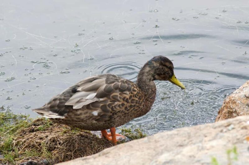 Rocky Mountain National Park: "Hiking Light" Nature Walk - An Overview of the Experience