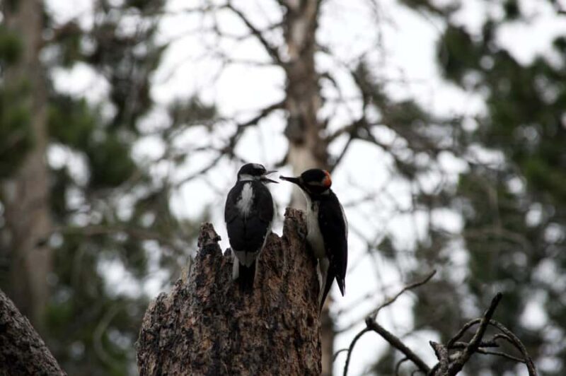 Rocky Mountain National Park: "Hiking Light" Nature Walk - Final Thoughts