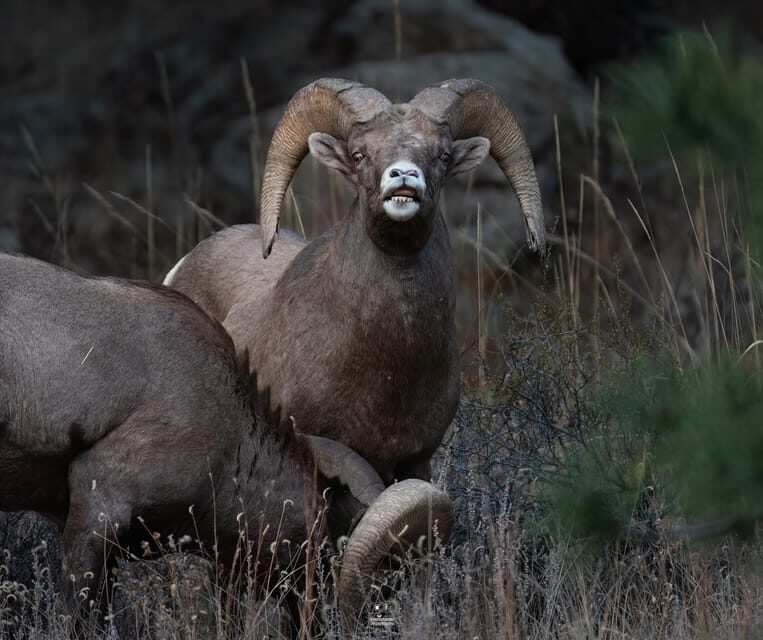 Rocky Mountain National Park: Private Wildlife Hiking Tour - Key Points