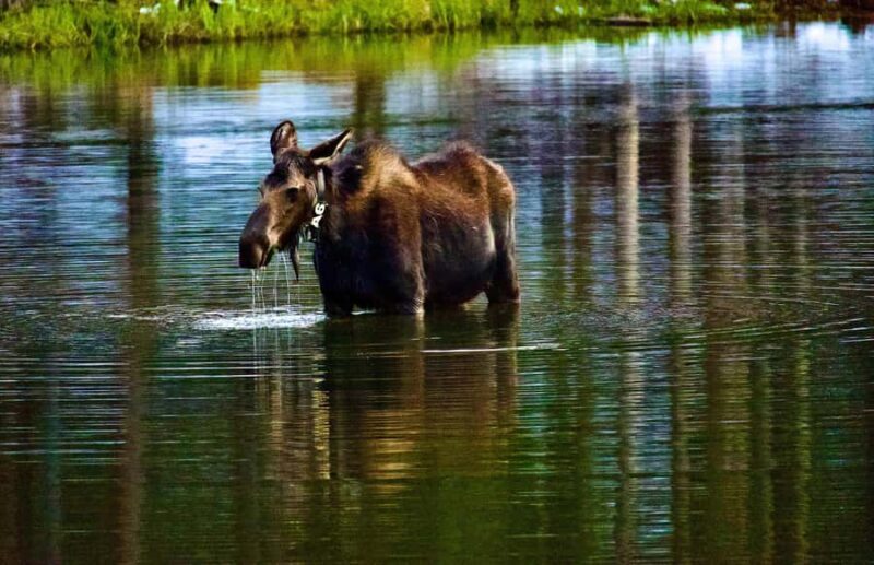 Rocky Mountain National Park: The Bear Lake Corridor - An In-Depth Look at the Tour Experience