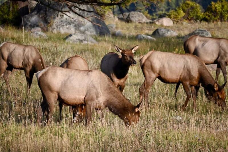 Rocky Mountain National Park: The Bear Lake Corridor - Practical Considerations