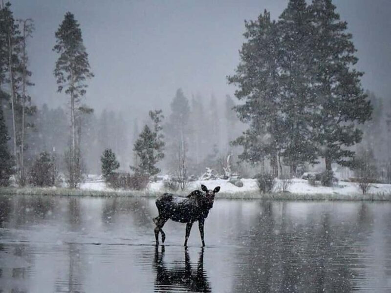 Rocky Mountain Winter Wonderland Adventure Tour - The Real Value: Comfort and Convenience