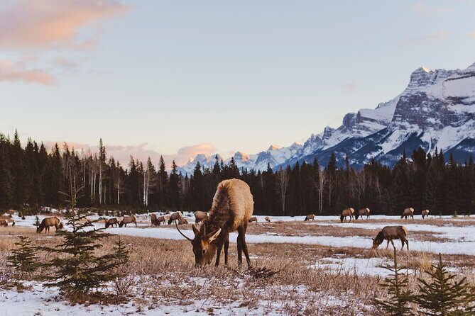 Rocky Mountains Peyto Lake and Banff Day Trip - The Sum Up
