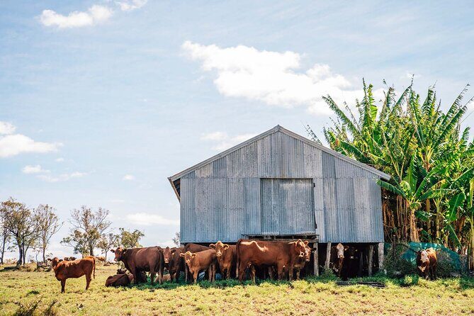 Roma: Landscape and Legacy Day Tour Including Lunch - FAQ: Your Questions About the Roma Landscape and Legacy Tour