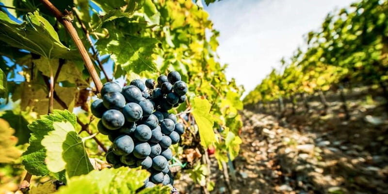 Romanian Wine Tasting Tour & Appetizers with Sommelier - What Makes This Tour Stand Out?