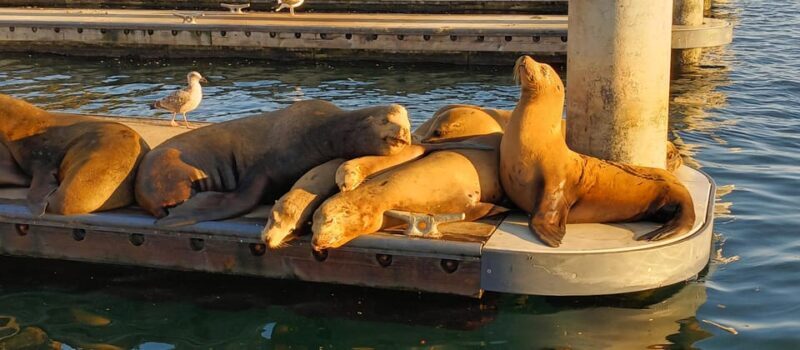 Romantic Boat Cruise with Wine & Cheese or Surprise Dinner - Key Points: