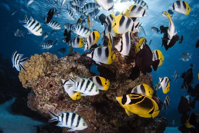 Romantic Dive for beginners in Bora Bora (2 people) with Video - Overview of the Romantic Dive Experience