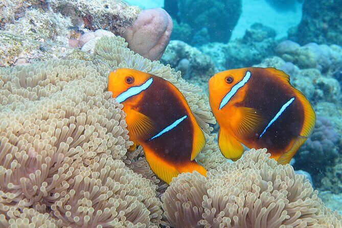 Romantic Dive for beginners in Bora Bora (2 people) with Video - Who is This Tour Best For?