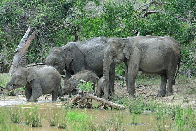 Romantic Glamping Safari Bordering Yala National Park - Who This Tour Is Best For