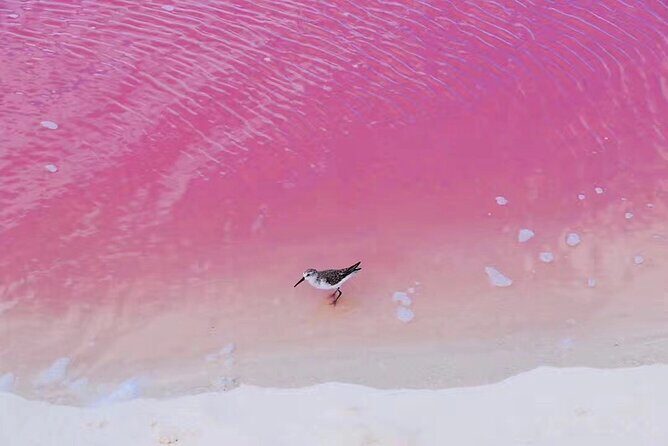 Romantic Las Coloradas Pink Lake,Cenote 1-Day Tour from Cancun - What Makes This Tour Stand Out?