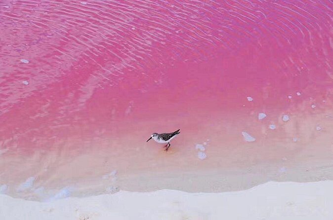 Romantic Las Coloradas Pink Lake,Cenote 1-Day Tour from Cancun - Who Will Appreciate This Tour?