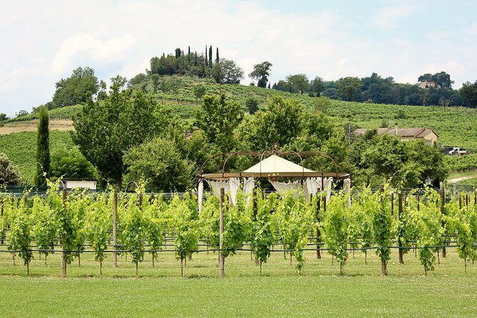 Romantic Lunch in the Vine Rows in Tuscany - Is This Tour Right for You?