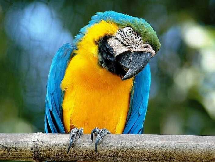 Rome: Bioparco di Roma Zoological Garden Entry Ticket - Key Points