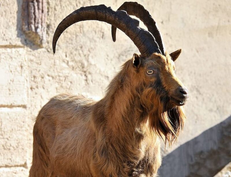 Rome: Bioparco di Roma Zoological Garden Entry Ticket - FAQs