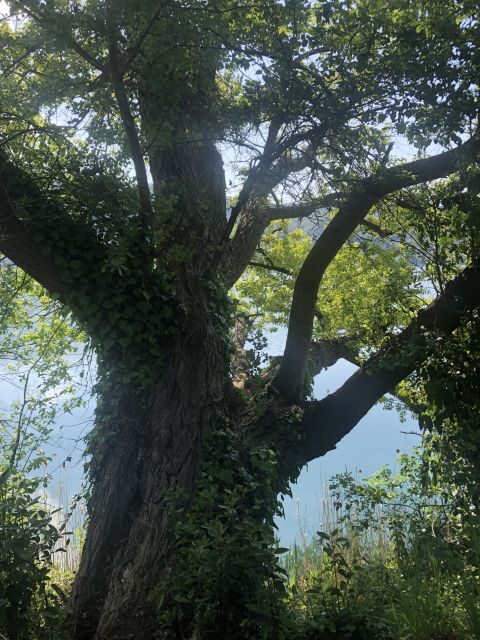 Rome: Forest Bathing Experience - Key Points