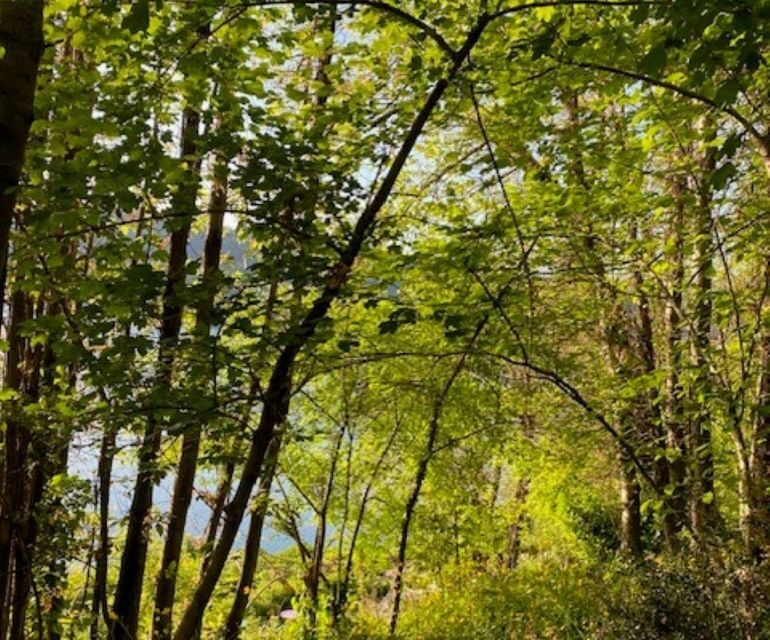 Rome: Forest Bathing Experience - A Detailed Look at the Forest Bathing Experience in Rome