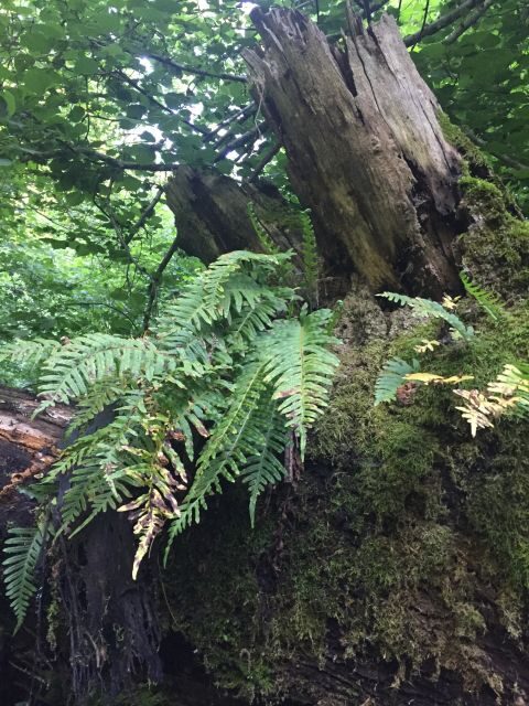 Rome: Forest Bathing Experience - Final Thoughts