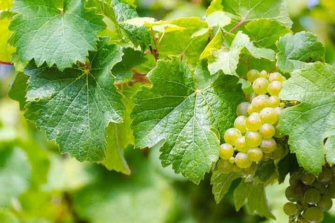 Rome Vineyards Wine tasting Private Day Tour - Who Is This Tour Best For?