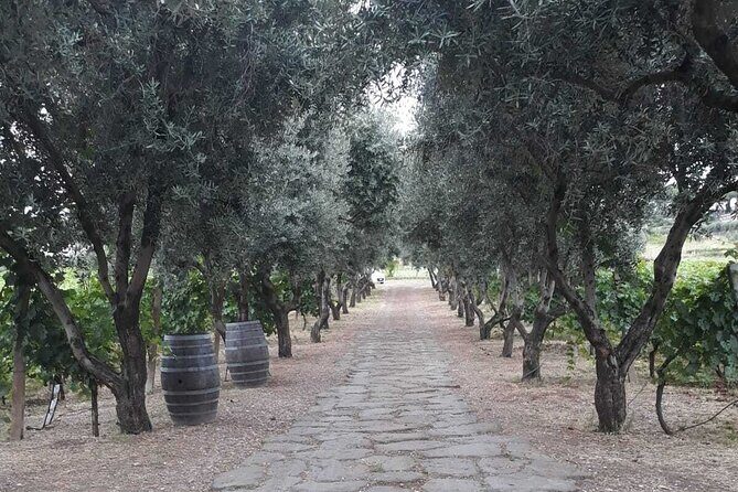 Rome: Wine Tour & Pizza Making Class in a Frascati's vineyard - 5 hours - Final Thoughts