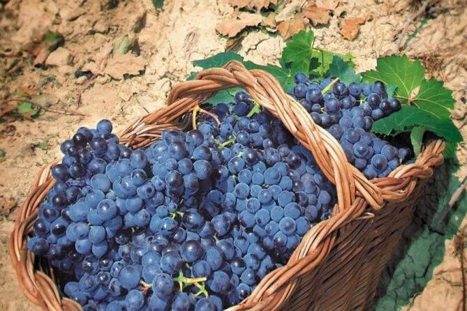 Rome's Vineyard Symphony: Countryside Winetasting Experience - Final Thoughts