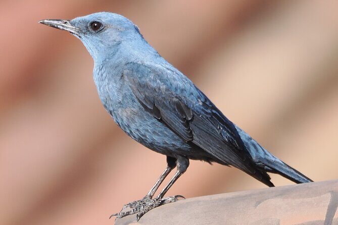 Ronda Nature and Scenic Private Hiking Tour - An In-Depth Look at the Ronda Nature and Scenic Private Hiking Tour