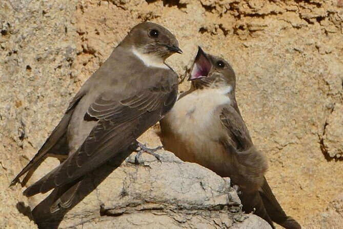 Ronda Nature and Scenic Private Hiking Tour - Insights from the Reviews