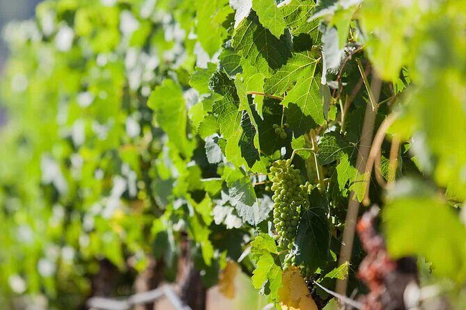 Ronda Organic Wine Tour from Marbella - The Experience in Detail