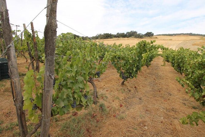 Ronda Private Full Day Wine Tour - Key Points