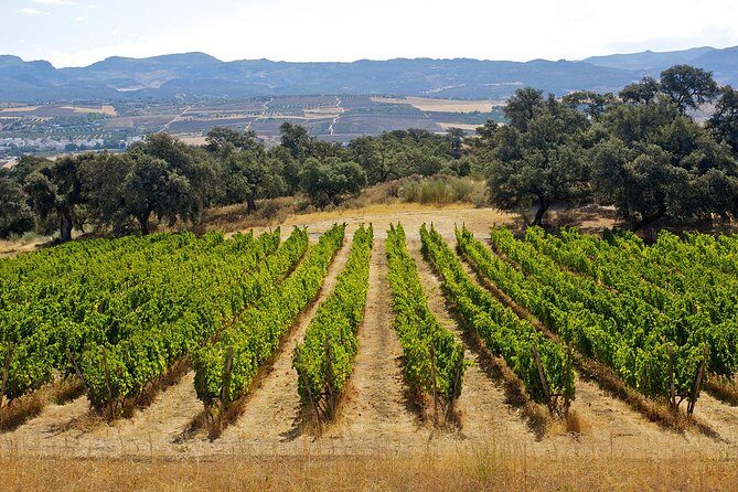 Ronda Private Full Day Wine Tour - Who Is This Tour Best For?
