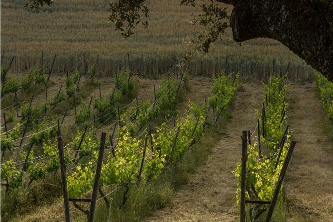 Ronda Private Wine Tour and Tapas from Marbella - Who Will Love This Experience?