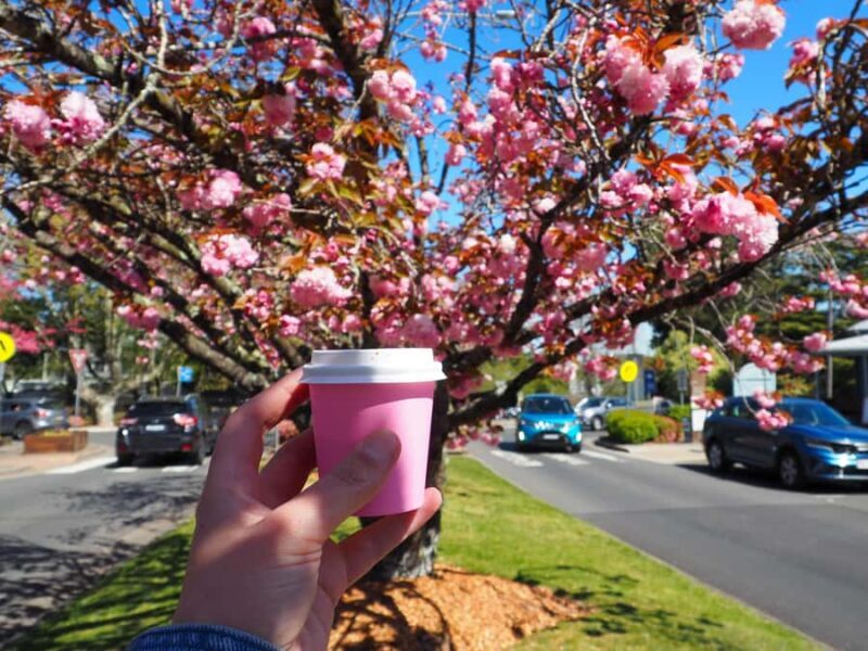 Roos, Blues & Views - Blue Mountains Day Tour w Lunch - Exploring the Blue Mountains with Roos, Blues & Views