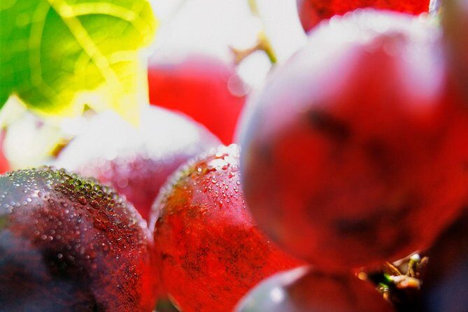 Roséwinetasting Parties or Workshops with a WineEducator at your place - What Is the "Millesimes & Quintessence" Workshop?