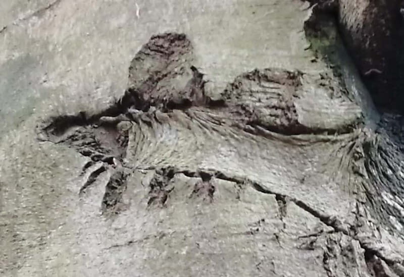 Rotenburg an der Fulda: Forest bathing with a certified guide - FAQs