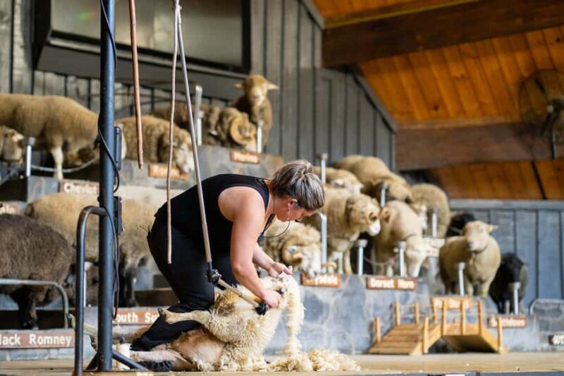 Rotorua: Authentic Kiwi Farm Experience at the Agrodome - Authenticity, Education, and Fun