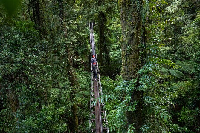 Rotorua Canopy Tours: 2.5Hour Native Forest Zipline Adventure - What You Can Expect from the Zipline Adventure