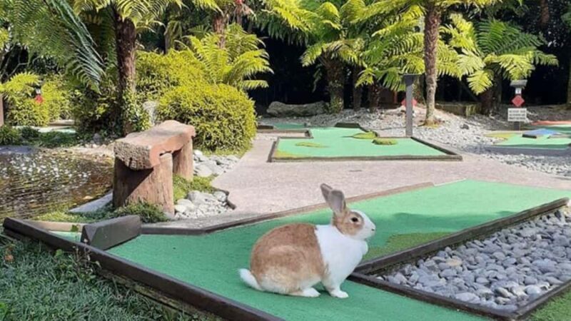 Rotorua: Mini Golf Experience - Why Choose Rotorua’s Mini Golf Experience?