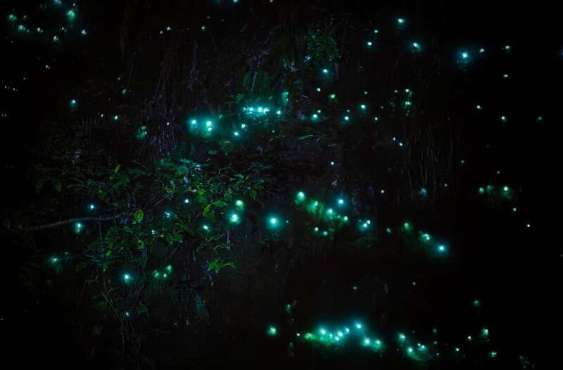 Rotorua: Nocturnal Glow-Worm Adventure Tour with a Guide - A Deep Dive Into the Glow-Worm Night Forest Experience