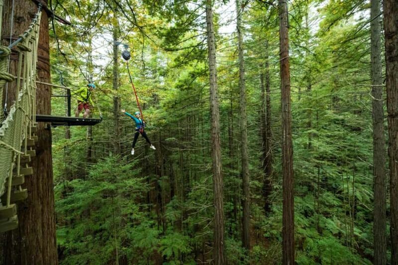 Rotorua: Redwoods Altitude High Ropes Adventure - An In-Depth Look at the Redwoods Altitude High Ropes Adventure