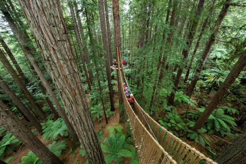 Rotorua: Redwoods Altitude, Nighttime Fast Pass, & Treewalk - Key Points