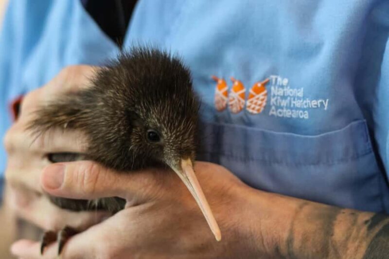 Rotorua: The National Kiwi Hatchery Kiwi Encounter Tour - Key Points