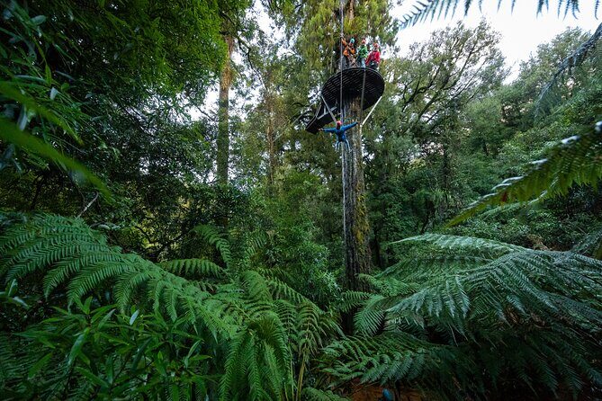 Rotoruas Ultimate Zipline: 6 ziplines, 400 m Tandem, Cliff Walk - Why This Tour Works