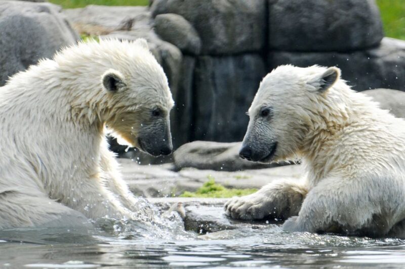Rotterdam: Rotterdam Zoo Blijdorp Entry Ticket - FAQ