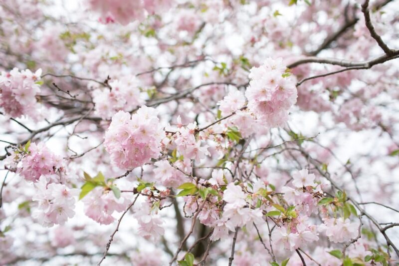 Rotterdam: Trompenburg Botanical Gardens Entry Ticket - FAQ