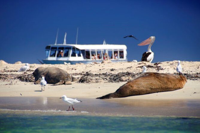 Rottnest Bayseeker Bus Tour from Hillarys Boat Harbour - In Summary